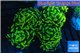 Euphyllia paraancora golden 8-12 cm WYSIWYG acclimaté