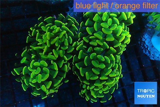 Euphyllia paraancora golden 8-12 cm WYSIWYG acclimaté