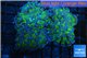 Euphyllia paraancora green purple 8-12 cm WYSIWYG acclimaté