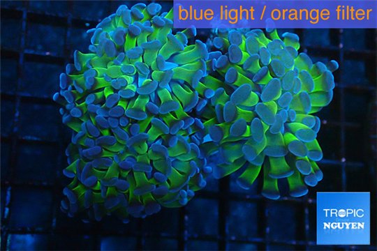 Euphyllia paraancora green purple 8-12 cm WYSIWYG acclimaté