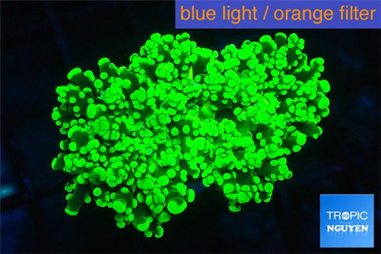 Euphyllia yaeyamaensis green 5-8 cm WYSIWYG acclimaté