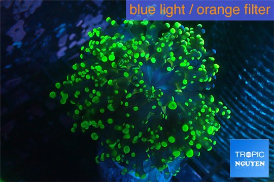 Euphyllia yaeyamaensis green 5-8 cm WYSIWYG acclimaté