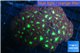 Blastomussa merletti red green 7-10 cm WYSIWYG acclimaté