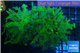 Euphyllia yayaemaensis green & purple tip 7-12 cm WYSIWYG acclimaté