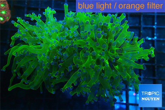 Euphyllia yayaemaensis green & purple tip 7-12 cm WYSIWYG acclimaté