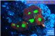 Favia red purple 2-3 cm WYSIWYG acclimaté