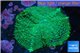 Rhodactis green big leaf 1 polyp WYSIWYG acclimaté