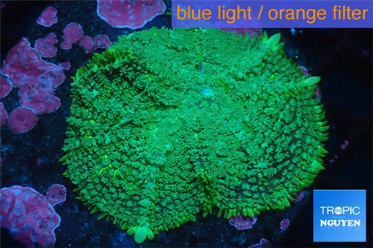 Rhodactis green big leaf 1 polyp WYSIWYG acclimaté
