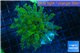 Euphyllia yayaemaensis green & purple tip 4-7 cm WYSIWYG acclimaté