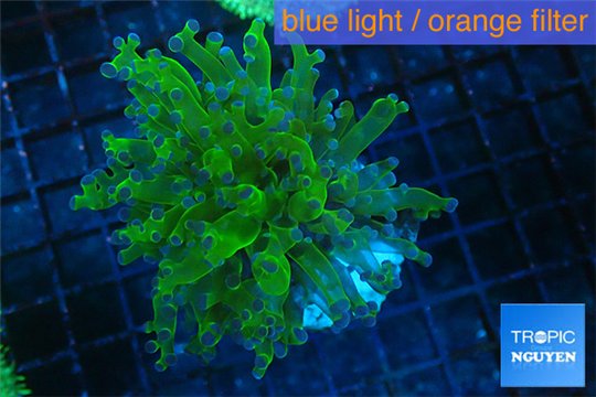 Euphyllia yayaemaensis green & purple tip 4-7 cm WYSIWYG acclimaté