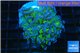 Euphyllia paraancora green purple 4-7 cm WYSIWYG acclimaté