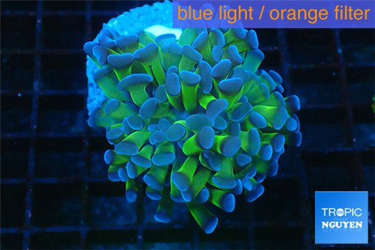 Euphyllia paraancora green purple 4-7 cm WYSIWYG acclimaté