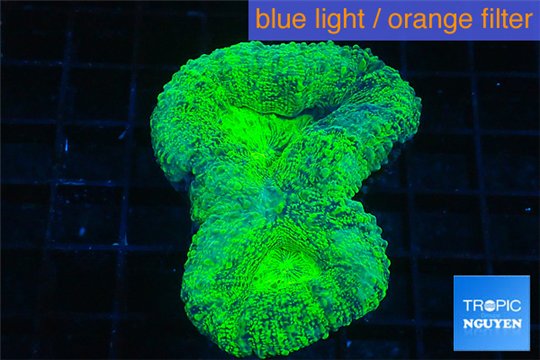 Lobophyllia neon green 5-8 cm WYSIWYG acclimaté