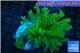 Euphyllia yayaemaensis green & purple tip 4-7 cm WYSIWYG acclimaté