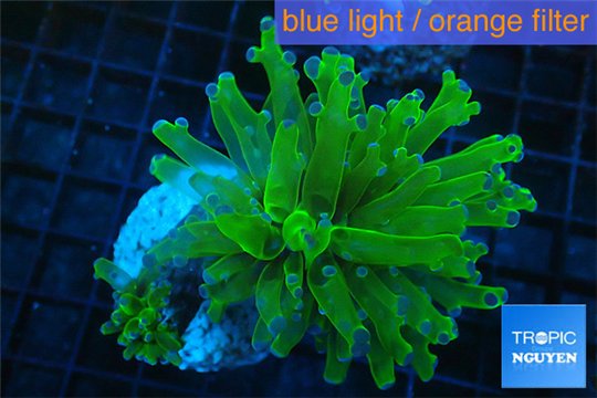 Euphyllia yayaemaensis green & purple tip 4-7 cm WYSIWYG acclimaté