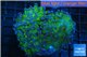 Euphyllia paraancora green purple 8-12 cm WYSIWYG acclimaté