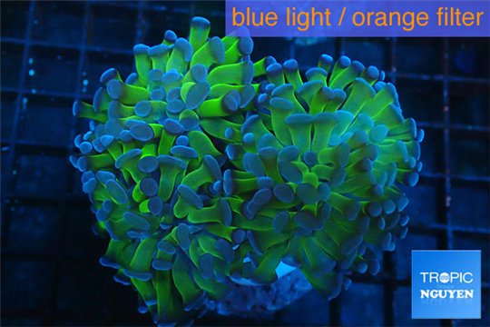Euphyllia paraancora green purple 8-12 cm WYSIWYG acclimaté