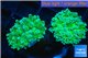 Euphyllia yayaemaensis green 4-7 cm WYSIWYG acclimaté