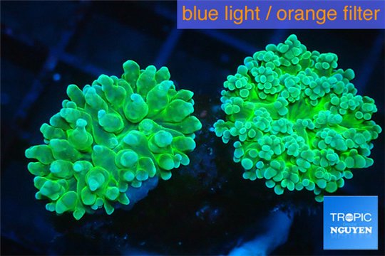 Euphyllia yayaemaensis green 4-7 cm WYSIWYG acclimaté