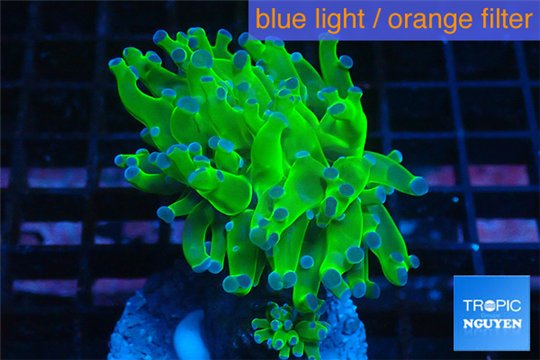 Euphyllia paraancora green purple 4-6 cm WYSIWYG acclimaté