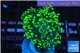 Euphyllia yayaemaensis green 4-7 cm WYSIWYG acclimaté