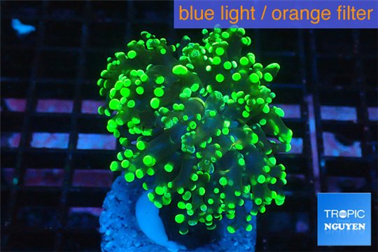 Euphyllia yayaemaensis green 4-7 cm WYSIWYG acclimaté