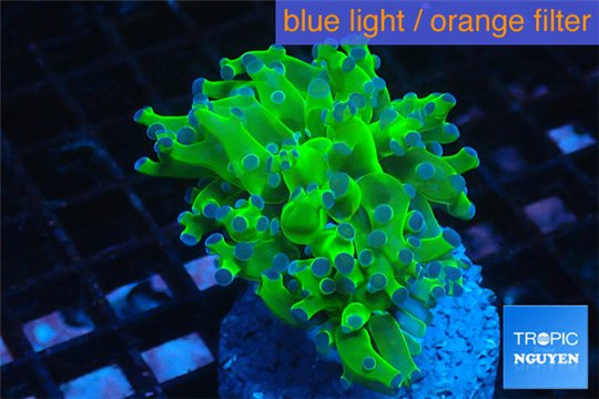 Euphyllia yayaemaensis green purple 4-7 cm WYSIWYG acclimaté