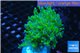 Euphyllia yayaemaensis green purple 4-7 cm WYSIWYG acclimaté