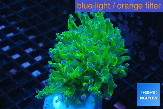 Euphyllia yayaemaensis green purple 4-7 cm WYSIWYG acclimaté