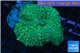 Rhodactis green big leaf 1 polyp WYSIWYG acclimaté