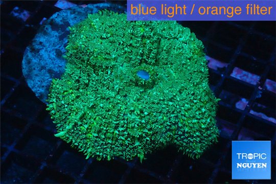 Rhodactis green big leaf 1 polyp WYSIWYG acclimaté