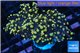 Euphyllia paradivisa orange 4-8 cm WYSIWYG acclimaté