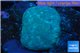 Sarcophyton long polyps 7-12 cm WYSIWYG acclimaté