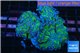 Euphyllia paraancora green purple 7-12 cm WYSIWYG acclimaté