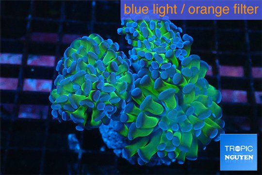 Euphyllia paraancora green purple 7-12 cm WYSIWYG acclimaté