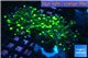 Euphyllia paraancora reverse golden green 4-7 cm WYSIWYG acclimaté