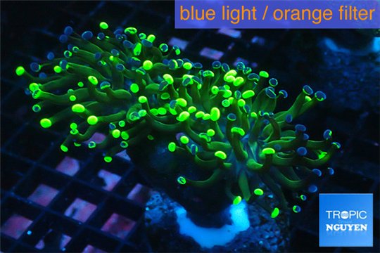 Euphyllia paraancora reverse golden green 4-7 cm WYSIWYG acclimaté