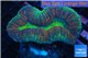 Lobophyllia green & red circle 3-5 cm WYSIWYG acclimaté