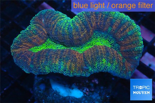 Lobophyllia green & red circle 3-5 cm WYSIWYG acclimaté