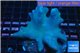 Sarcophyton long polyps 7-12 cm WYSIWYG acclimaté