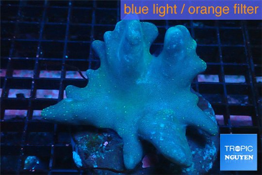 Sarcophyton long polyps 7-12 cm WYSIWYG acclimaté