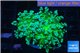 Euphyllia yaeyamaensis green 4-7 cm WYSIWYG acclimaté