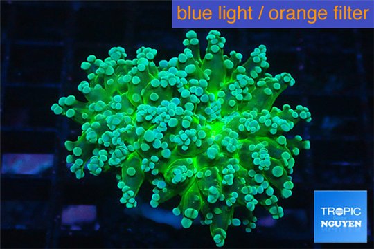Euphyllia yaeyamaensis green 4-7 cm WYSIWYG acclimaté