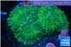 Rhodactis green big leaf 2 polyps WYSIWYG acclimaté