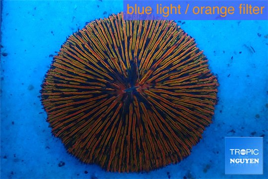 Fungia golden sunset 4-6 cm WYSIWYG acclimaté