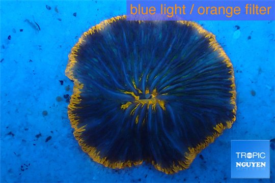 Fungia sunrise 4-6 cm WYSIWYG acclimaté