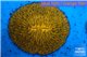 Fungia gold 4-6 cm WYSIWYG acclimaté