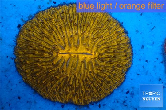 Fungia gold 4-6 cm WYSIWYG acclimaté