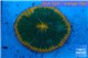 Fungia sunrise 4-6 cm WYSIWYG acclimaté