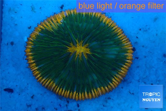 Fungia sunrise 4-6 cm WYSIWYG acclimaté